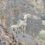 Photo of 2 mountain goats