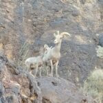 Photo of 2 mountain goats