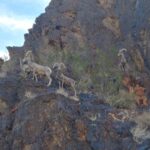 Photo of mountain goats
