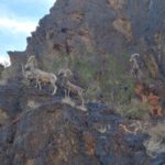 Photo of mountain goats